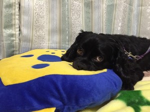 犬　川口　エルミタージュ