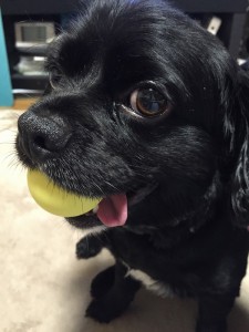 犬　川口　エルミタージュ