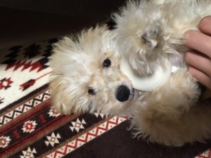 犬　川口　エルミタージュ