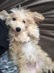 犬　川口　エルミタージュ