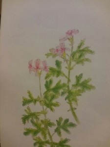 ゼラニウム　アロマ