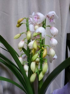 シンビジウム２