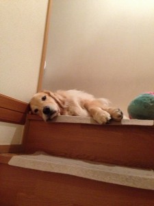 _ゴールデンレトリバー　川口