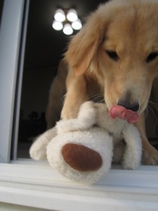 ゴールデンレトリバー