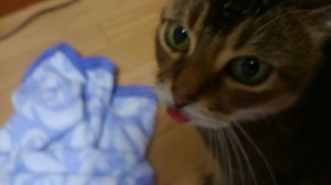 猫　好きなエステティシャン